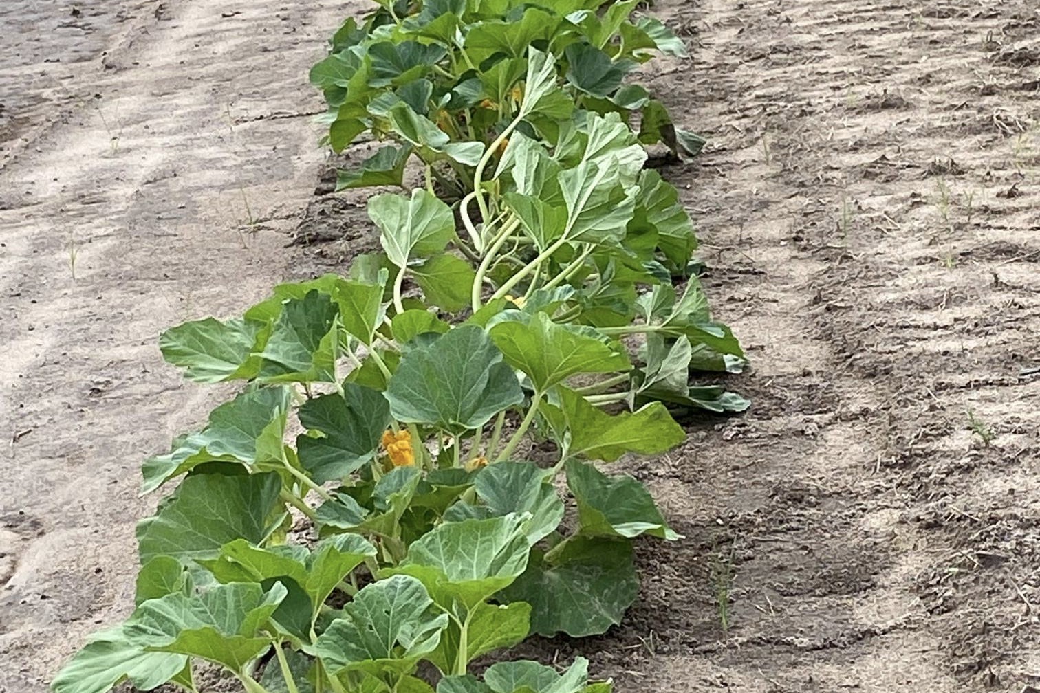 Cooperative Extension